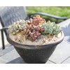 1QT Rosette Succulents Plants Live Indoor Plants 4PK, Real Plants
