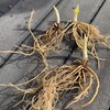 Hosta Roots - Blue Mouse Ears - 10 Roots -
