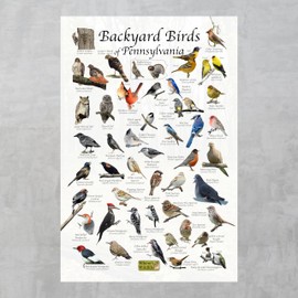 Where's Wildlife Backyard Birds of Pennsylvania Bird Identification Poster (8" x 12")
