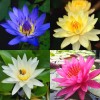 4 Pack Live Water Lily Tubers Plants Colorful Pond Freshwater