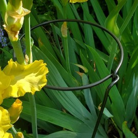 Erva Premium Plant Support Stakes 36 inches, Single Stem Garden Flower Support - Pack of 8 - Made in USA