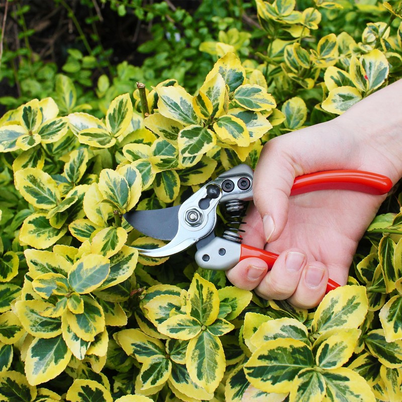 Darlac Expert Bypass Small Pruner – Razor Sharp Blades -