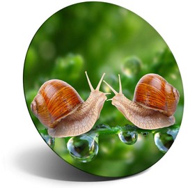 Destination Vinyl ltd Magnet for Refrigerator, Fridge - Kissing Snails Cute Kiss Snail for Office, Cabinet and Whiteboard, Magnetic Stickers, 8256