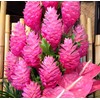 3 HAWAIIAN PINK GINGER PLANTS ~ GROW HAWAII