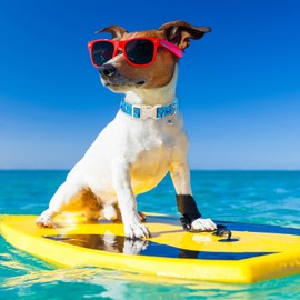 Maca Bates Summer Shark Basic Collar for Dog Adjustable Durable Soft Comfortable Blue Beach Sharks Dogs Collars Gift for Small Medium Large XL Boy Girl Male Female Puppy Cat Pets with Safety Buckle