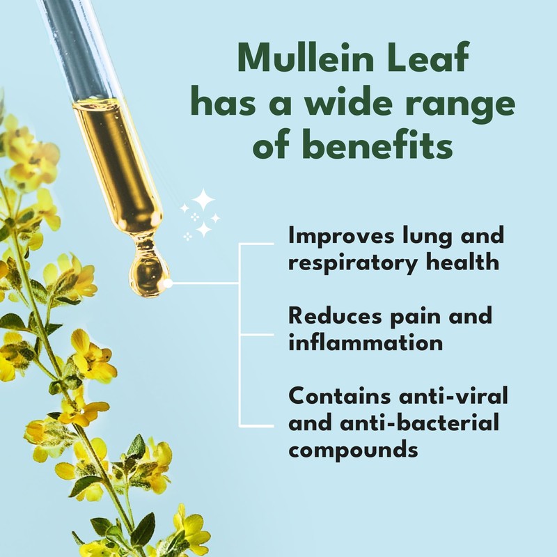 Mullein Leaf Extract for Lungs - Made in UK -