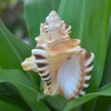 Very Rare Ganesh Conch, Lord Ganesh Shankh for Pooja, Shri