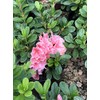 Encore Azalea® Autumn Sunburst™ Rhododendron 'Roblet' PP25072 (3 Gallon)