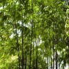 50 Black bamboo seeds - Phyllostachys nigra. USA seller.