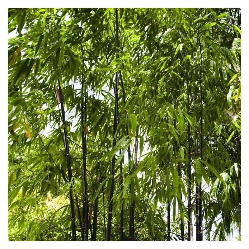 50 Black bamboo seeds - Phyllostachys nigra. USA seller.
