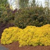 Blooming & Beautiful - Golden Nugget Dwarf Japanese Barberry -
