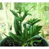 Culantro Herb Eryngium foetidum recao edible latin cuisine spice seed