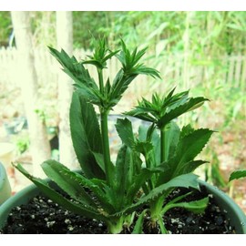 Culantro Herb Eryngium foetidum recao edible latin cuisine spice seed 200 seeds