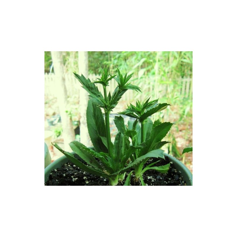 Culantro Herb Eryngium foetidum recao edible latin cuisine spice seed