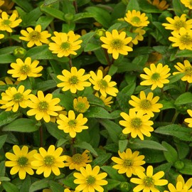 Outsidepride Creeping Zinnia - 4000 Seeds