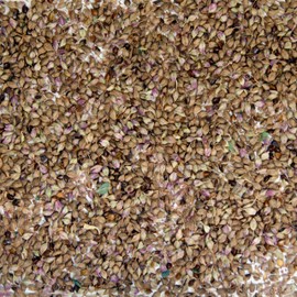 Palm Beach Medicinal Herbs - Japanese Indigo (Persicaria tinctoria) - Packet of 50 Seeds