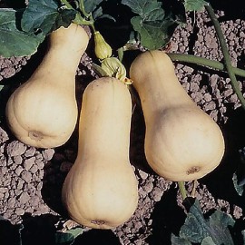 Southeast Seeds Waltham Butternut Winter Squash Seeds, NON-GMO, Variety Sizes Sold, FREE SHIP - 150 Seeds or 1/2 OZ