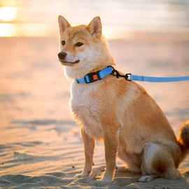 CollarDirect Waterproof Dog Leash Small Medium Large Durable Pet Leashes for Walking Training Running Pink Black Blue Orange Green