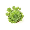 Sempervivum Succulents Plants Live Indoor Plants (3PK), Sempervivum Plants Live