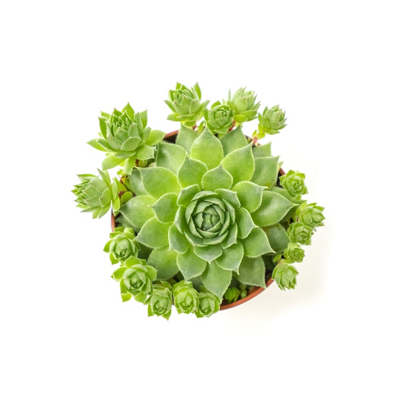 Sempervivum Succulents Plants Live Indoor Plants (3PK), Sempervivum Plants Live