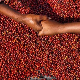 Red Bay Coffee East Fourteenth Tanzanian Coffee Beans - Whole Bean Coffee Dark Roast - Fresh Coffee Whole Bean - Single Origin Coffee Beans - 5 LB Resealable Pouch of Specialty Coffee Beans