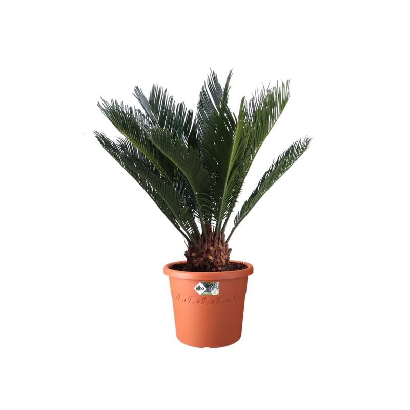 Elho Algarve Cilindro 25 - Flowerpot - Terra - Outdoor