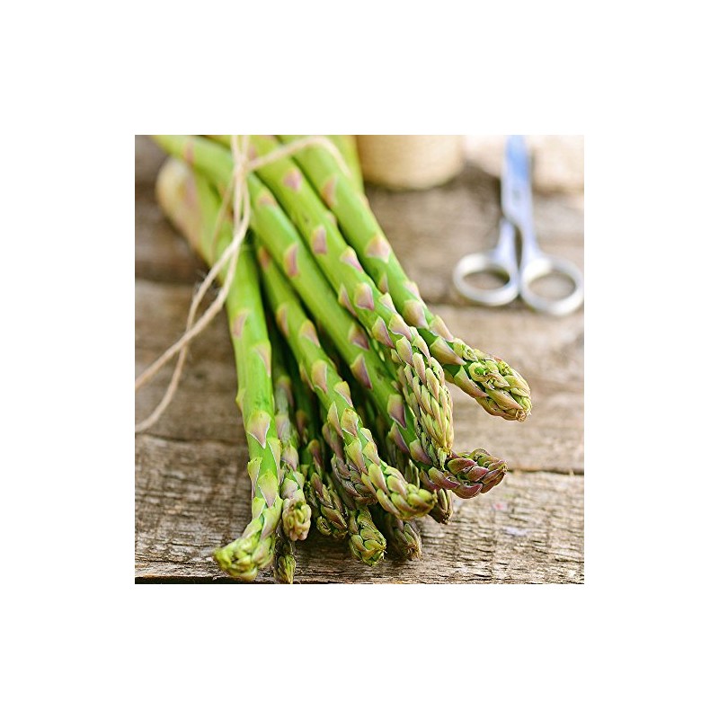 Jersey-Knight 10 Live Asparagus Bare Root Plants -2yr-Crowns from Hand