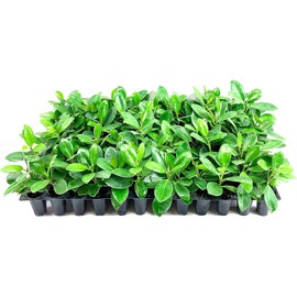 Green Island Ficus | 10 Live Plants | Ficus Microcarpa | Lush Indoor/Outdoor Ornamental Plant - Easy Care & Fast Growing - Perfect for Home, Garden, & Office Decor