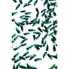 200 Jewel Beetle Elytra | Sternocera aequisignata | Iridescent Wing