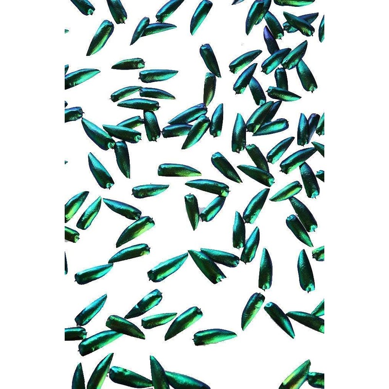 200 Jewel Beetle Elytra | Sternocera aequisignata | Iridescent Wing
