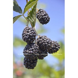 Chester Thornless Blackberry -Huge 2 Yr. Bareroot Plants- Large Tasty Berries