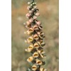 Golden Grecian Foxglove Digitalis Cut Flowers Premium Seeds for Planting