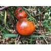 Dark Galaxy Heirloom Tomato Premium Seed Packet