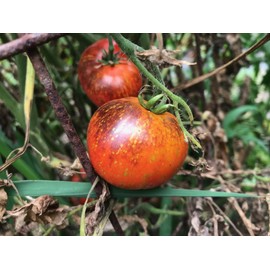 Dark Galaxy Heirloom Tomato Premium Seed Packet