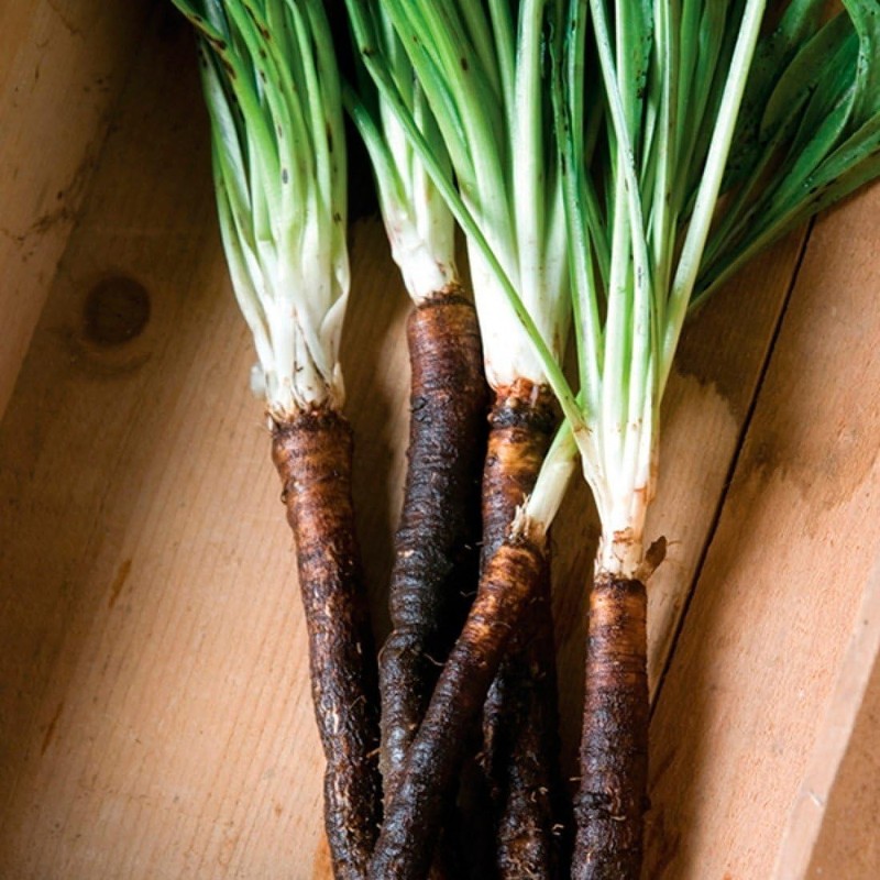 SeedsUP - 100+ Seeds Giant Black Root Salsify - Vegetable