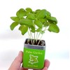 Palm Garden Basil Cultivation Set, Cultivation Kit, Home Garden