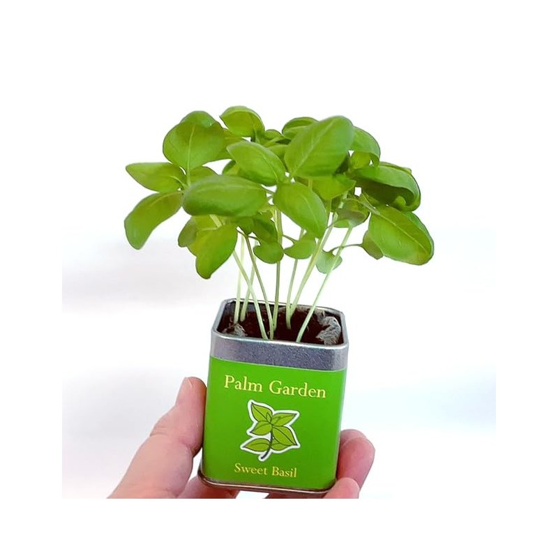 Palm Garden Basil Cultivation Set, Cultivation Kit, Home Garden