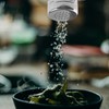 Thyonta Stainless Steel Powder Shaker with Handle and Dustproof Lid