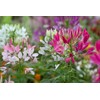 SeedsUP - 200+ Seeds Spider Plant Queen Mix Cleome -