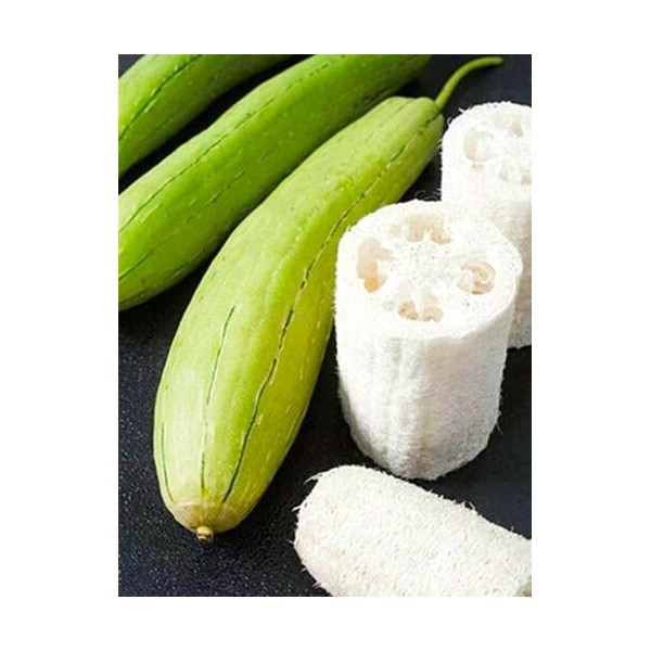 Unique Luffa Seeds Sponge Gourd 10+ Seeds for Planting Non-GMO