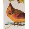 Northern Cardinal or Cardinal Grosbeak Audubon Print 15" x 11.5"