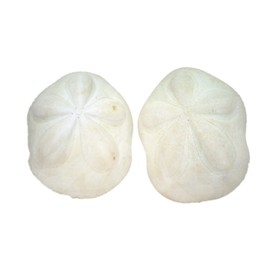 US Shell, 2 Piece, Seabiscuit Sea Shells