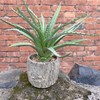 Nearly Natural Aloe Succulent Artificial Plant，10" Tall Realistic Agave Plant