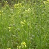 Palm Beach Medicinal Herbs - Camelina (Camelina Sativa) - Packet