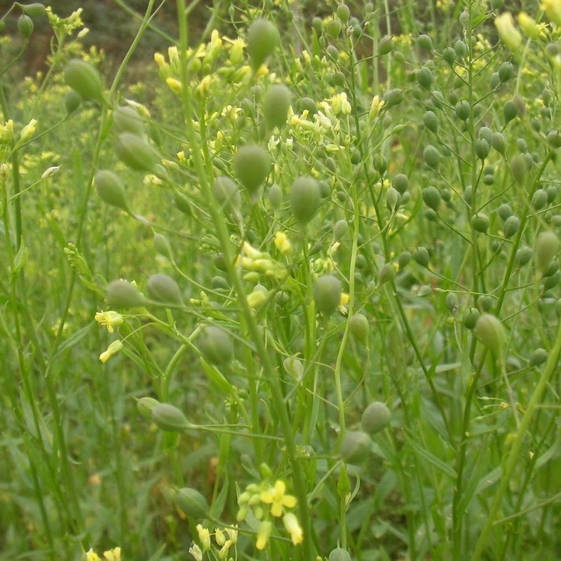Palm Beach Medicinal Herbs - Camelina (Camelina Sativa) - Packet