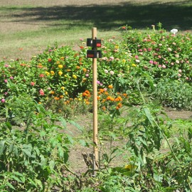 Nite Guard Solar NG-001 Predator Control Light, Single Pack (2-(Pack))