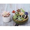 Nwvuop 8Pcs Ceramic Garden Mushroom Ornaments Toadstool Fairy Garden Decoration