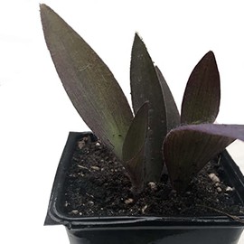 Organic Purple Heart Plant, Tradescantia pallida, Live Plant in 3-inch Pot - Purple House Plant with Magenta Flowers, Easy to Grow, Draught-Resistant by Smoke Camp Crafts