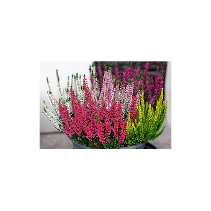 Chimney Sheep 12" natural jute hanging basket liner pack of