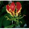 Buy Rare Seeds Gloriosa superba | Flame Lily | 20_Seeds
